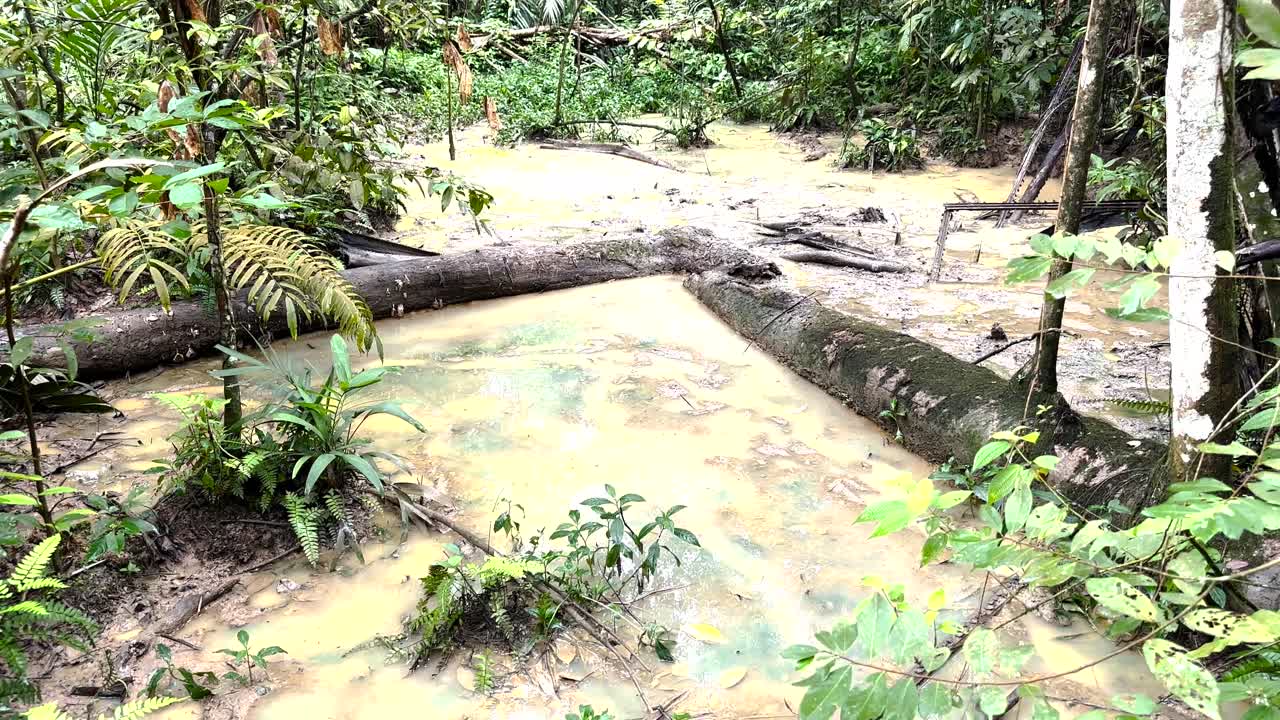 싱가포르의 윈저 자연 공원 (windsor nature park) 에서 모스로 인 은 숲과 함께 진이 은 강