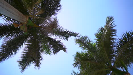 Coconut-palm-trees-bottom-view