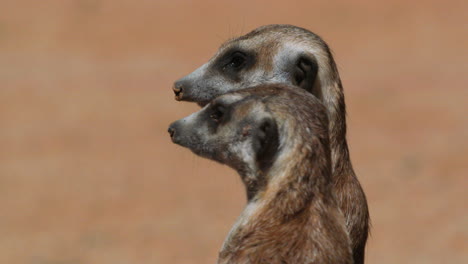 dos meerkats sentados erguidos y observando atentamente los alrededores, uno se para en las patas traseras, primer plano con arena roja en el fondo