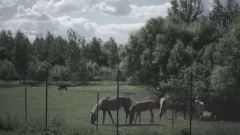 horses grazing in a field