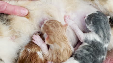 Los-Gatitos-Recién-Nacidos-Todavía-Mojados-Se-Alimentan-Hambrientamente-De-La-Leche-Materna