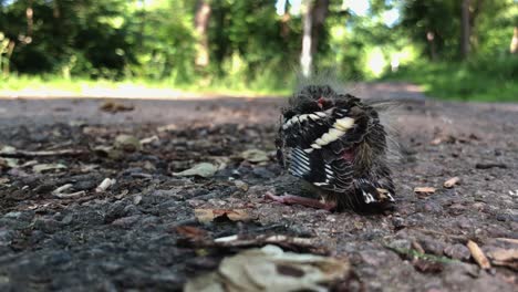 pollito solitario que acaba de caerse de su nido-3