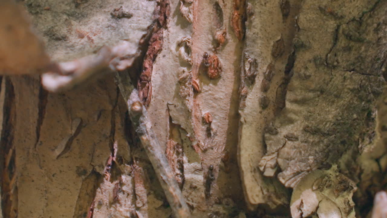 close up rough bark with three ants crawling and colliding, one reacting to scratch while moving in opposite directions along crevices under dappled sunlight capturing insect behaviour