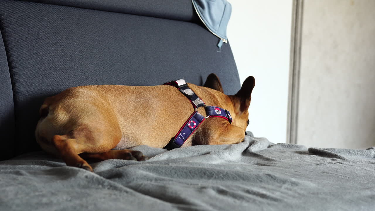 The French Bulldog lies on a blanket, his back to the camera