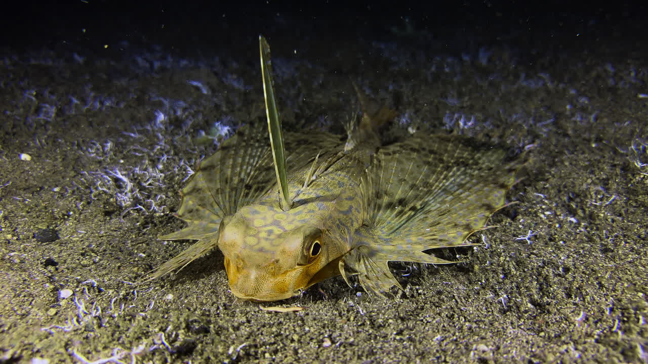 Flying gurnard lying on the seabed at night. The fish has its wing-like fins folded. It is stirring up sand with its mouth, apparently searching for prey. Front view