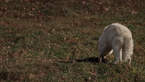 arctic wolf chewing on furry prey while standing slomo