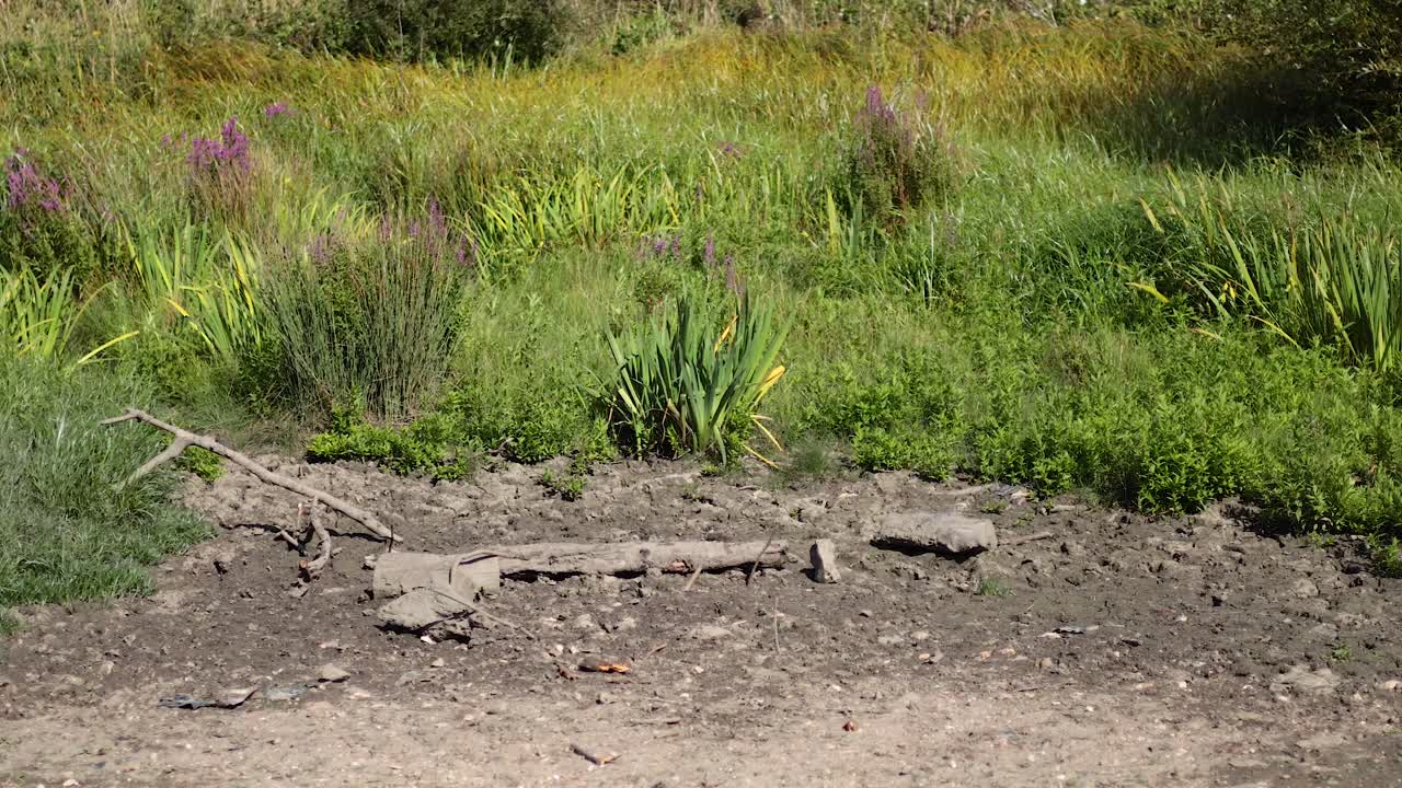 una escena de jardín sereno con vegetación exuberante
