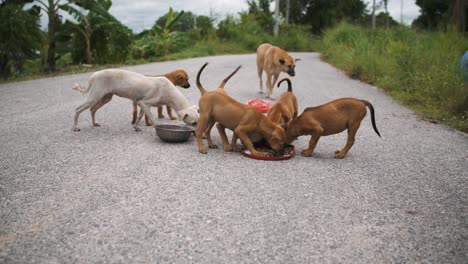 feeding homeless dogs on streets of asia