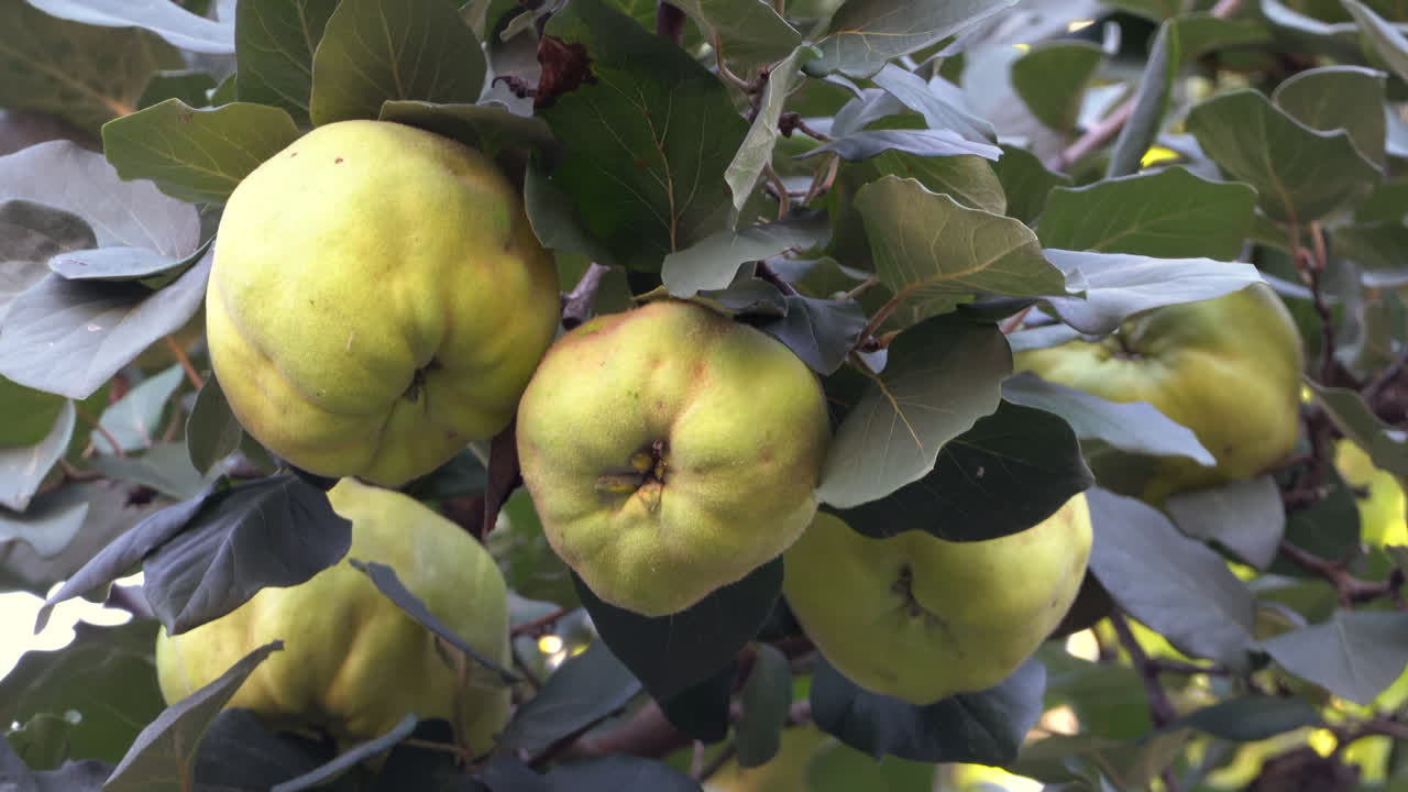 Close up of yellow quince ripening on a green tree branch in the evening