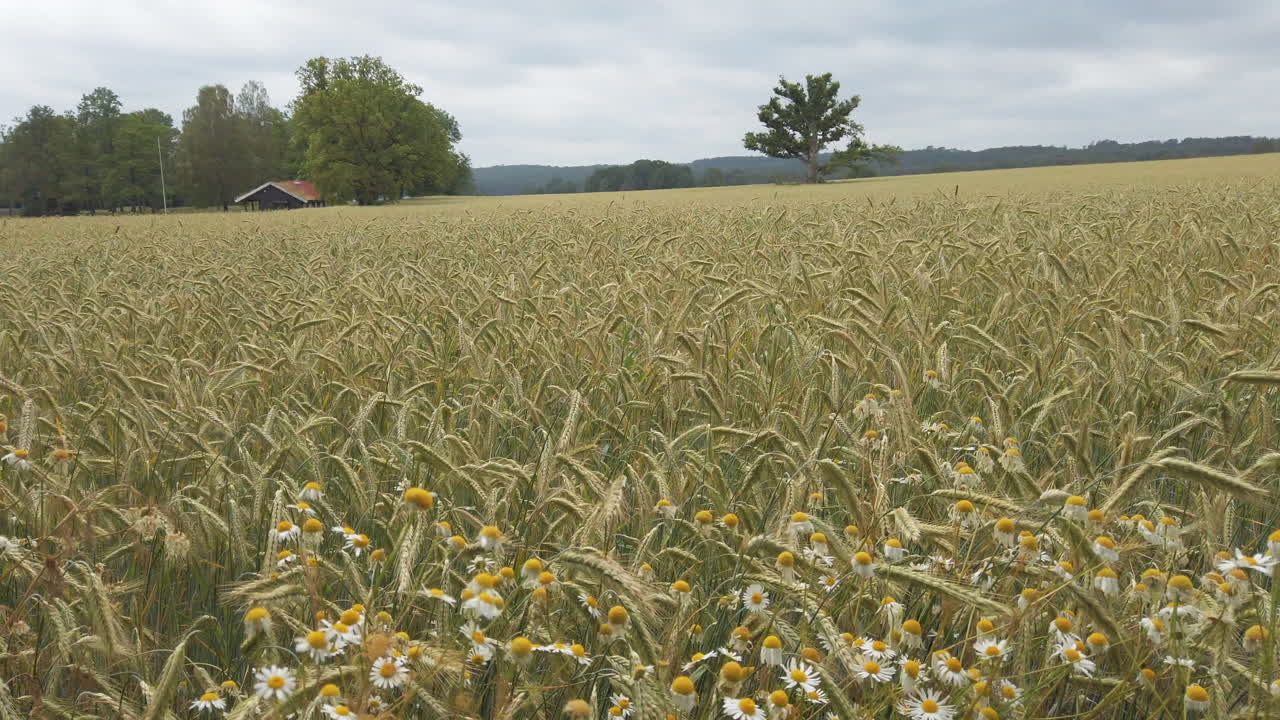 노르웨이 조끼 카운티의 바람에 흔들리는 귀리 밭