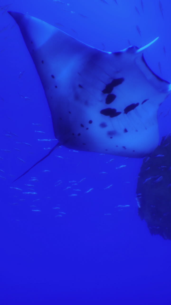 Una manta che scivola elegantemente nelle vivaci acque blu dell'oceano