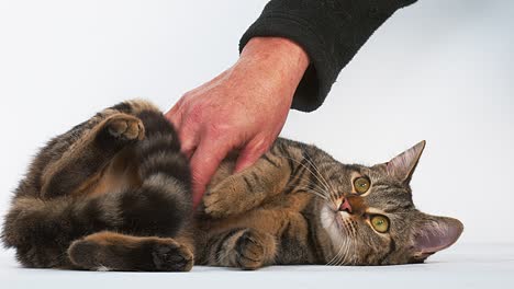 woman caressing a brown tabby domestic cat on white background, real time 4k