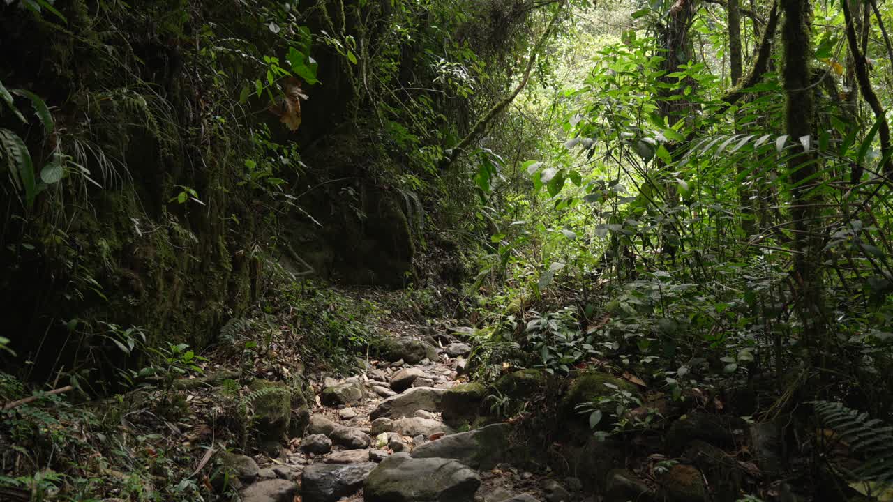 Path through a lush dense tropical rainforest Andean forest nature Colombia