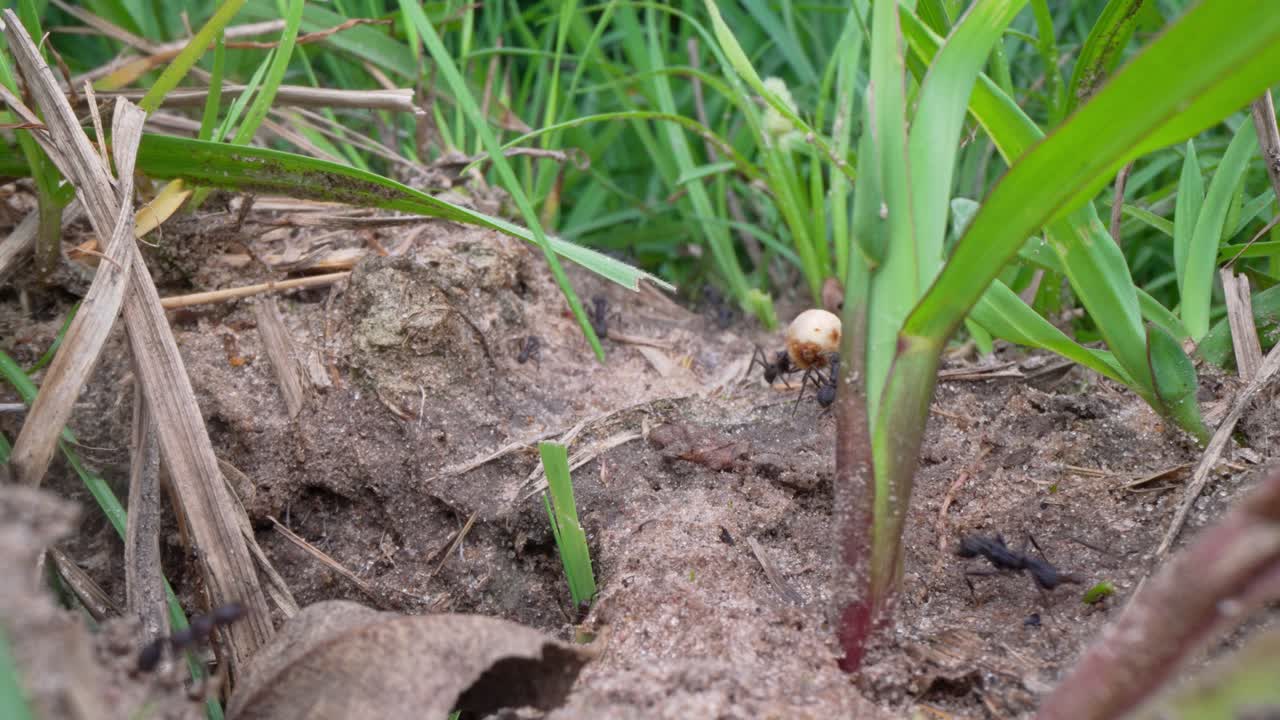 Close-up of Acromyrmex leafcutter ant carrying leaf fragment across soil surrounded by grass, in Ibera National Park, Corrientes, Argentina