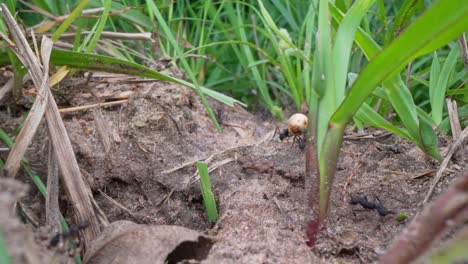 close-up of acromyrmex leafcutter ant carrying leaf fragment across soil surrounded by grass, in ibera national park, corrientes, argentina