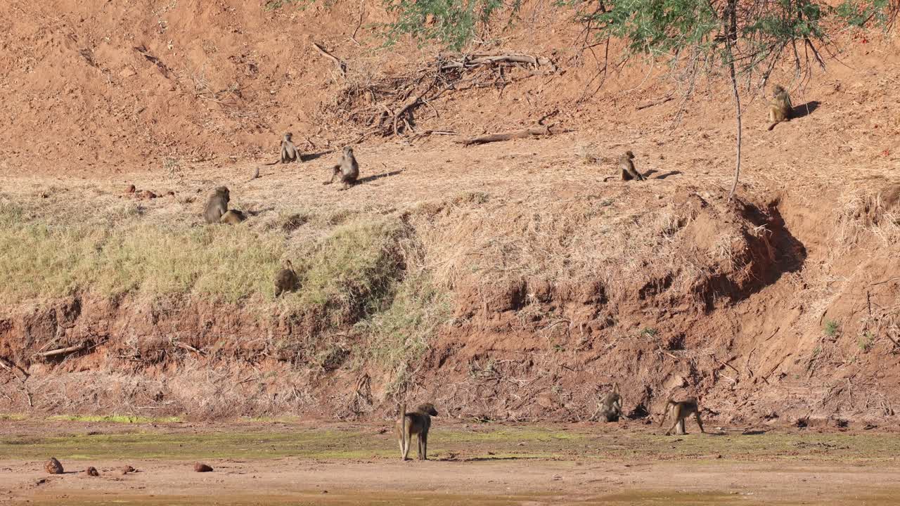 A troop of Chacma baboons sitting along a dry riverbed feeding, Tuli Botswana.