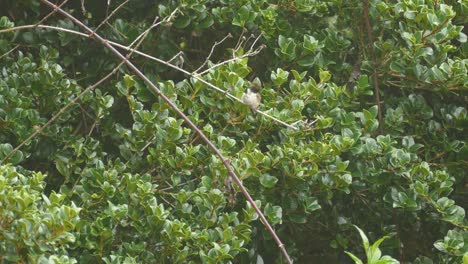 colibrí de cola rufa posado sobre una rama desnuda en medio de un fondo frondoso en costa rica