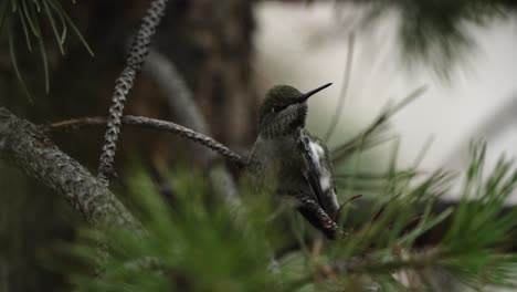 hummingbird perched on a branch scratching