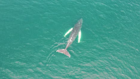 aerial view of a humpback whale swimming in the waters off the coast of iceland. the whale moves steadily through the ocean in the north atlantic.