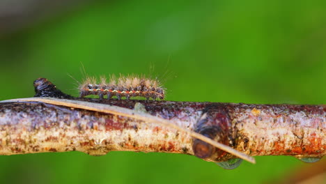 yellow tail moth (euproctis similis) caterpillar, goldtail or swan moth (sphrageidus similis) is a caterpillar of the family erebidae. caterpillar crawls along a tree branch on a green background.