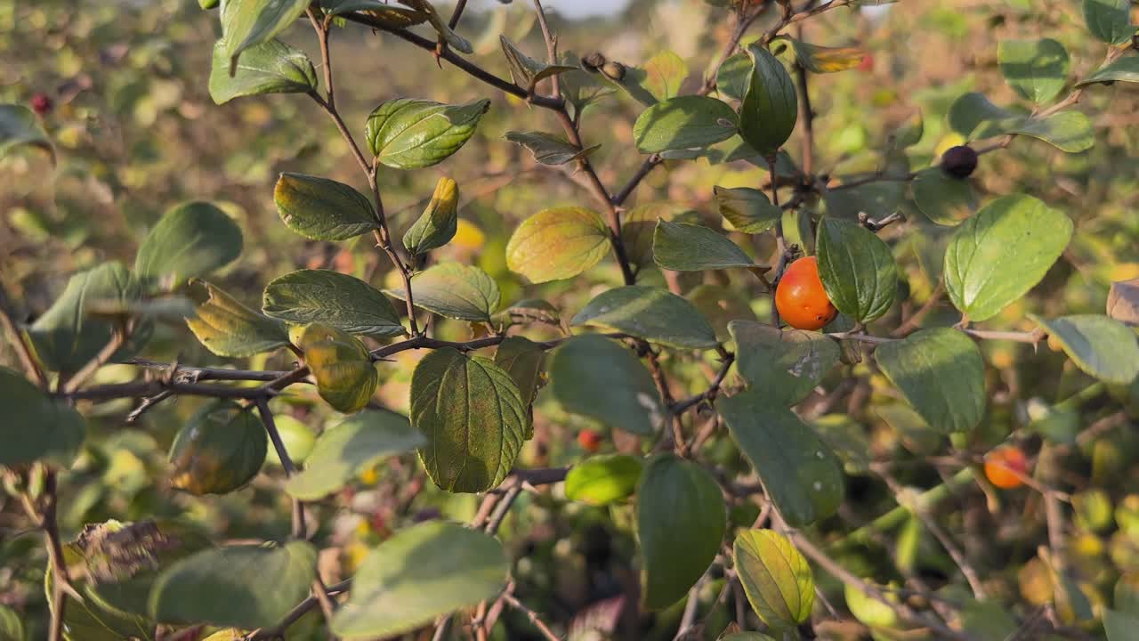 Statisk nærbillede af en jharberi-busk med ovale grønne blade og en lille moden orange frugt, tornede kviste, der spreder sig over et solbeskinnet kratområde i baggrunden