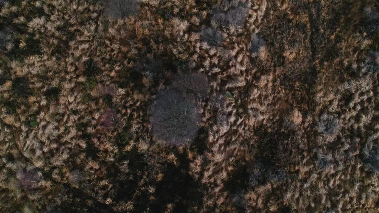 la antena se eleva directamente sobre las marismas turba musgo sphagnum humedal