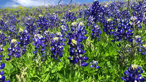 panning across bluebonnets on the roadside