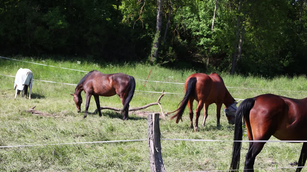 のどかに草を食む馬と自然の穏やかな美しさ