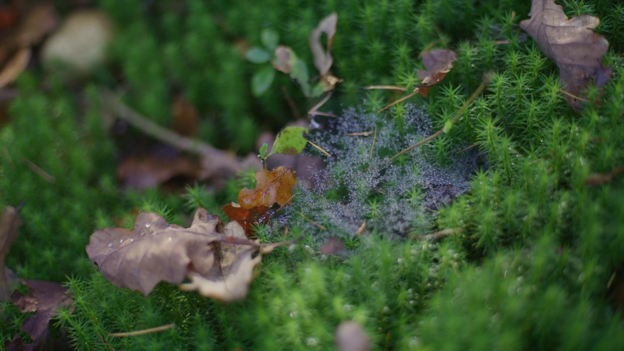 Primo piano di muschio verde vibrante con foglie autunnali e una delicata ragnatela in una foresta.