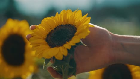 mano de mujer tocando pétalos de girasol en el campo - macro