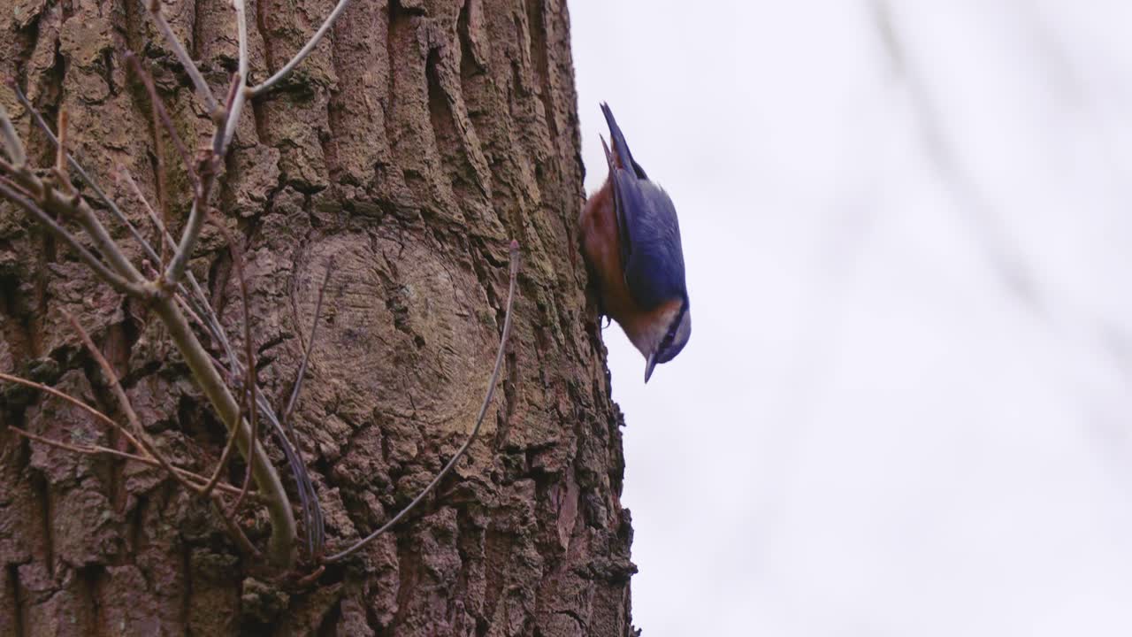 Slowmotion shot of a Eurasian nuthatch pecking at the bark-eating small insects