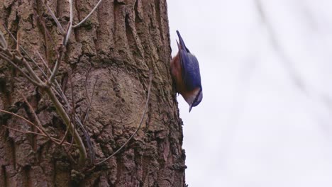 Toma-En-Cámara-Lenta-De-Un-Trepador-Azul-Euroasiático-Picoteando-Los-Pequeños-Insectos-Que-Comen-La-Corteza