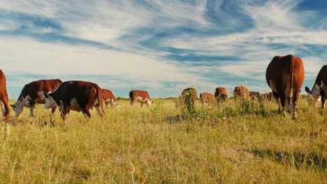 Este-Idílico-Entorno-Rural-Refleja-La-Sencilla-Belleza-De-La-Naturaleza-Y-La-Tranquila-Armonía-De-La-Vida-En-La-Granja,-Donde-Las-Vacas-Se-Mueven-Tranquilamente,-Disfrutando-De-Su-Día-Al-Sol.