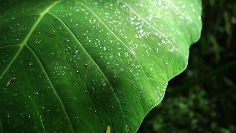 Las-Hojas-Verdes-De-La-Planta-De-Oreja-De-Elefante-O-Las-Hojas-De-Taro-Con-Gota-De-Agua-En-El-Bosque-Tropical