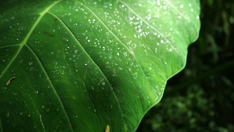 the green leaves of elephant ear plant or taro leaves with water drop in the tropical forest