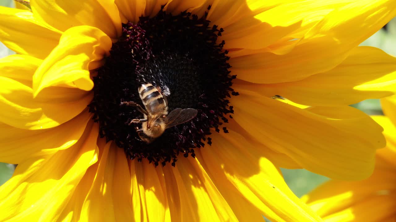 이탈리아 피에몬테 에 있는 해바라기 와 상호 작용 하는 벌 들