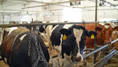 hand touching a cow in a cowshed indoors. dairy cows standing in a farm barn. farming concept of livestock.
