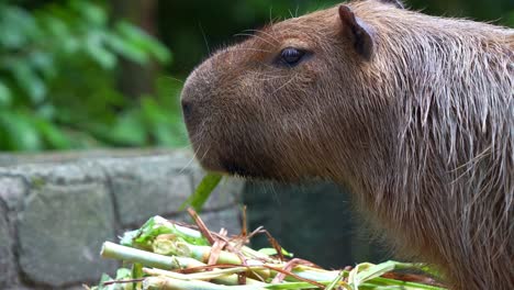 close up shot of a capybara (hydrochoerus hydrochaeris) feeding on green leaves.