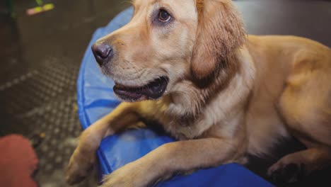 Close-up-of-pet-golden-retriever-dog-lying-in-dog-bed-and-looking-up