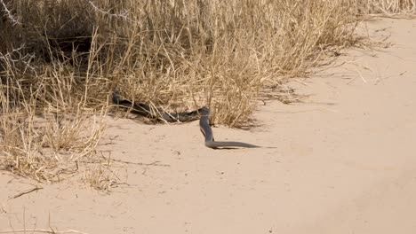 large mole snake slides over white desert sand to edge of vegetation