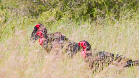 bandada de pájaros hornbill del sur de tierra merodeando la hierba de la sabana para alimentarse