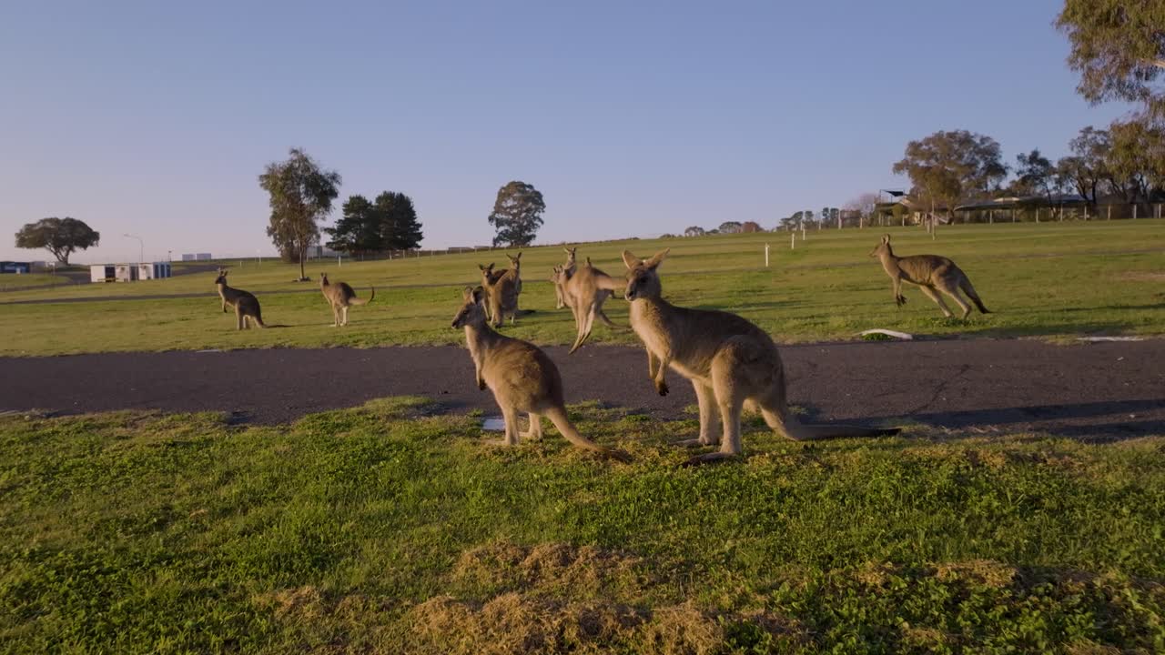 Up close with Kangaroos enjoying morning light at Mount Panorama Wahluu Bathurst NSW