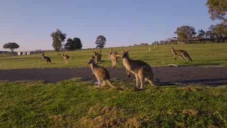 up close with kangaroos enjoying morning light at mount panorama wahluu bathurst nsw