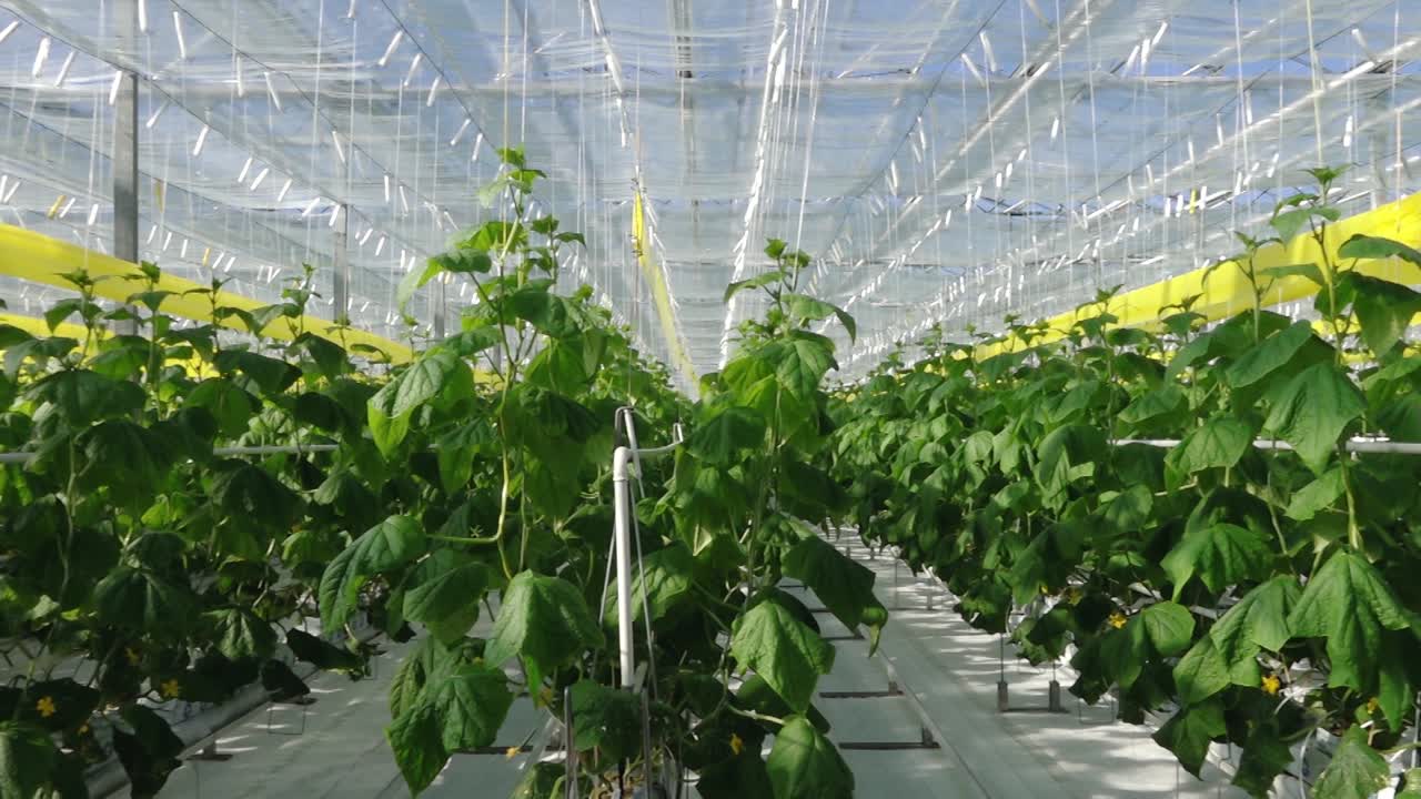 Rows of healthy cucumber plants with large green leaves thrive in a controlled greenhouse environment under diffused natural light, supported by vertical strings.