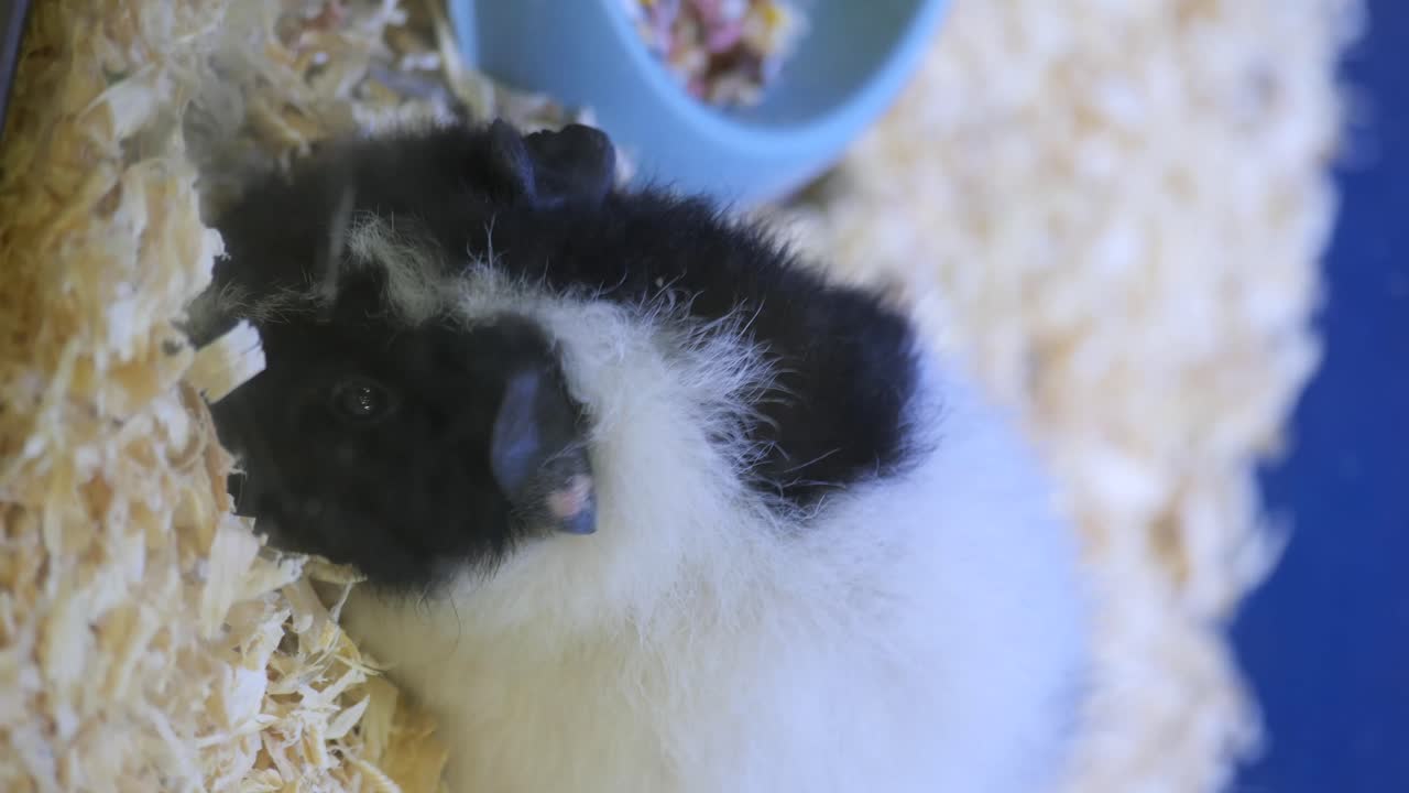 A black and white guinea pig sleeping in wood shavings
