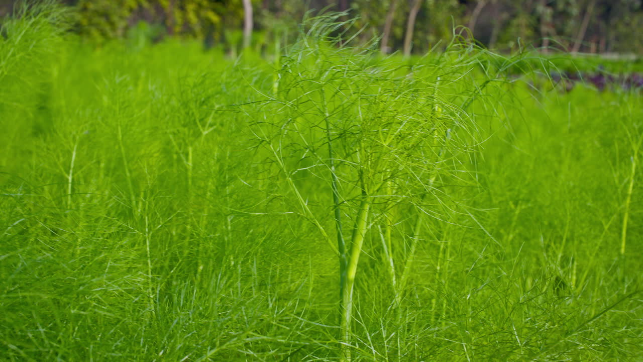 Close up of fennel herb plant swaying in the air at farm.