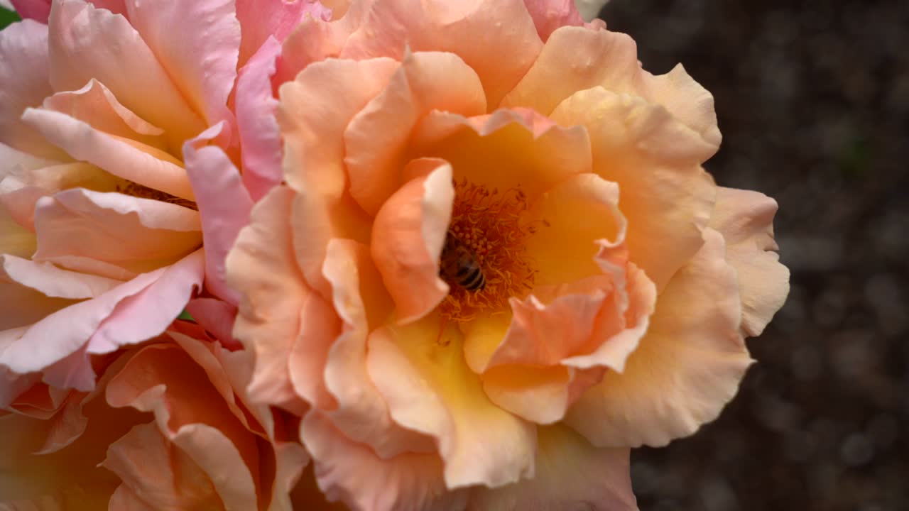 Un'ape che impollina una rosa colorata che ondeggia nella brezza