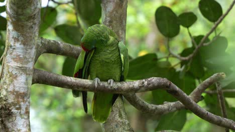 amazona de corona roja, amazona viridigenalis, posada en una rama de árbol en medio de un bosque, limpiando y arreglando sus plumas de las alas, una especie de ave en peligro de extinción debido a la destrucción del hábitat y el comercio ilegal de mascotas