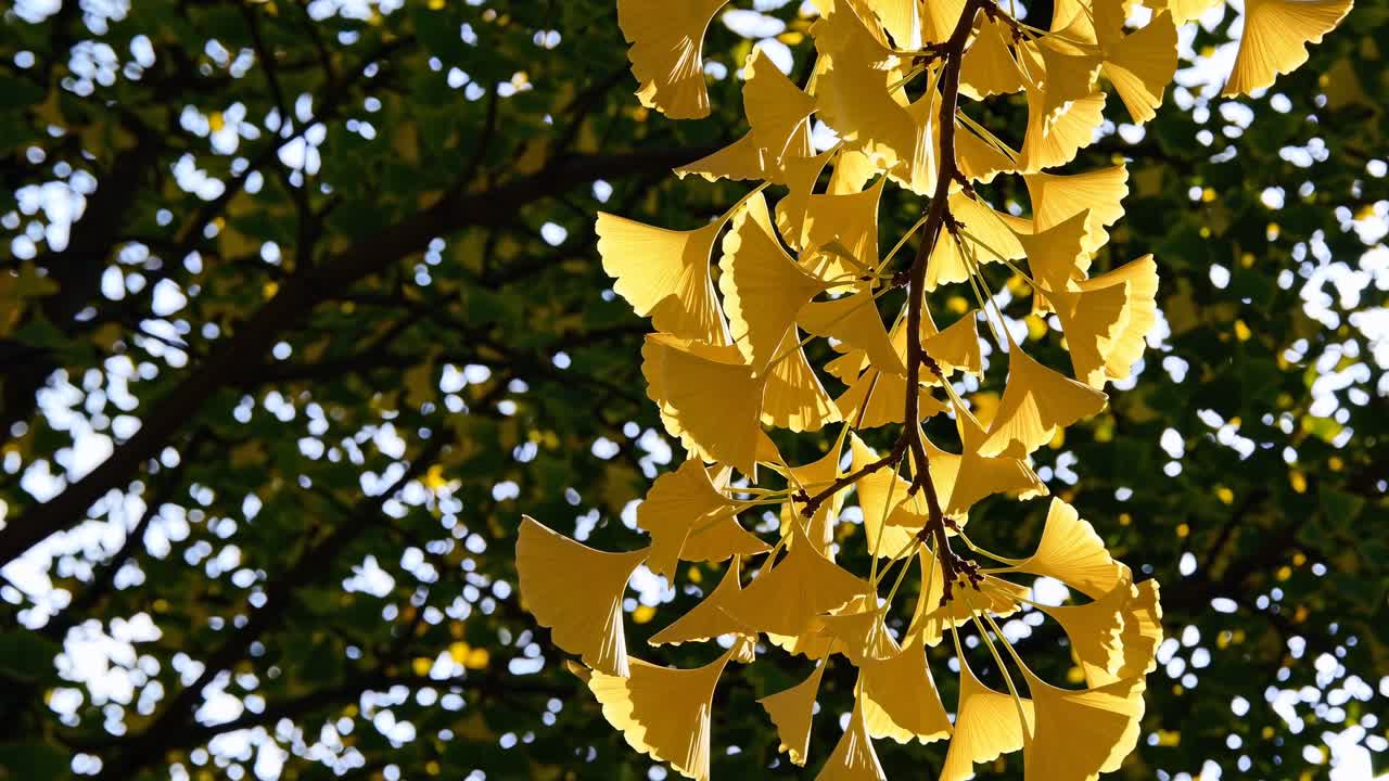 Close-up shot of vibrant yellow ginkgo leaves against a sunlit background, creating a serene