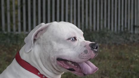 Weiße-Reinrassige-Amerikanische-Bulldogge-Sitzt-Mit-Ausgestreckter-Zunge-Auf-Gras-Im-Park